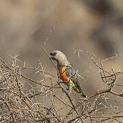 Red-bellied Parrot