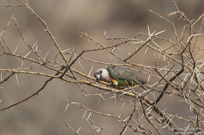 Red-bellied Parrot male adult breeding