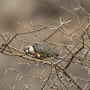 Red-bellied Parrot