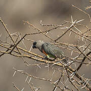 Red-bellied Parrot