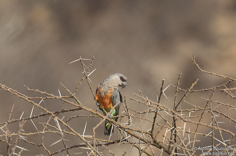 Red-bellied Parrot male adult breeding