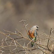 Red-bellied Parrot