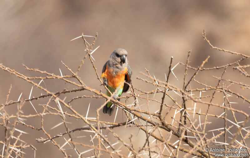 Red-bellied Parrot male adult breeding