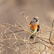 Red-bellied Parrot