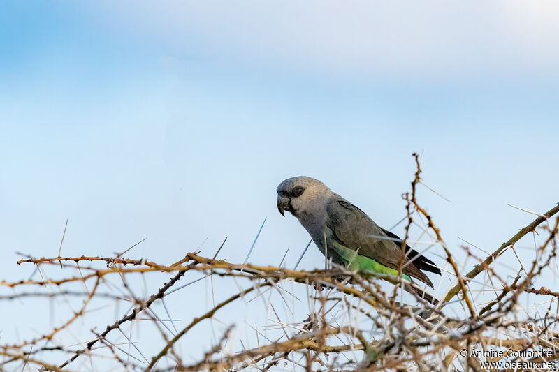 Red-bellied Parrot female adult breeding