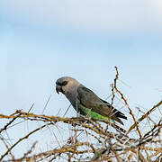 Red-bellied Parrot