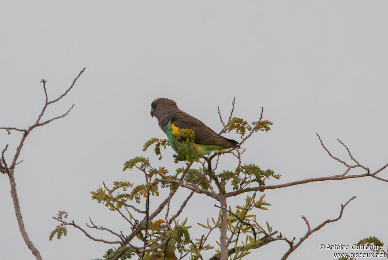 Meyer's Parrotadult