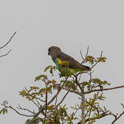 Meyer's Parrot