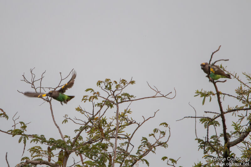 Meyer's Parrotadult