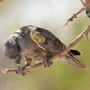 Rüppell's Parrot