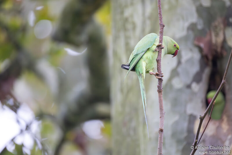 Rose-ringed Parakeetadult