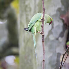 Perruche à collier