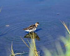 Phalarope à bec étroit