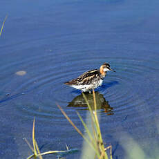 Phalarope à bec étroit