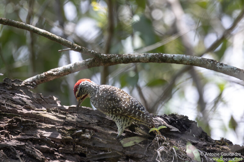 Nubian Woodpecker male adult