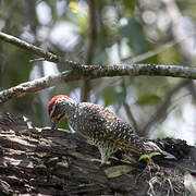 Nubian Woodpecker