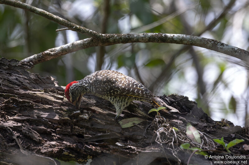 Nubian Woodpecker male adult, eats