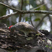 Nubian Woodpecker