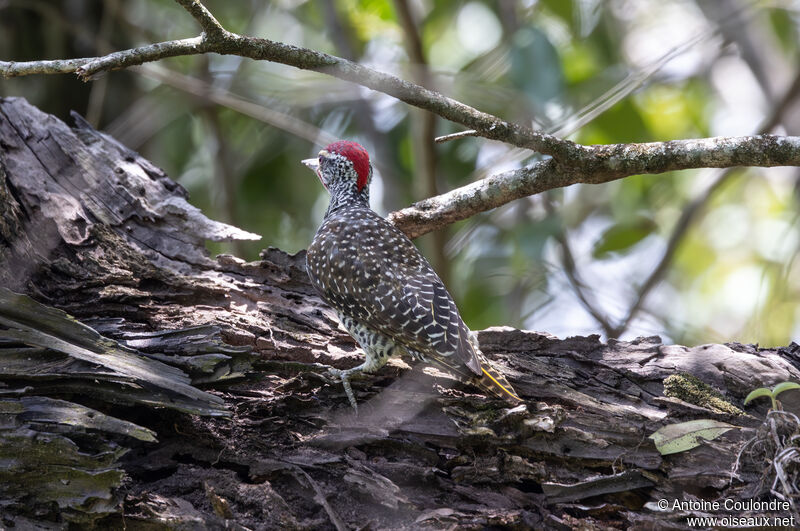 Nubian Woodpecker male adult