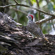 Nubian Woodpecker