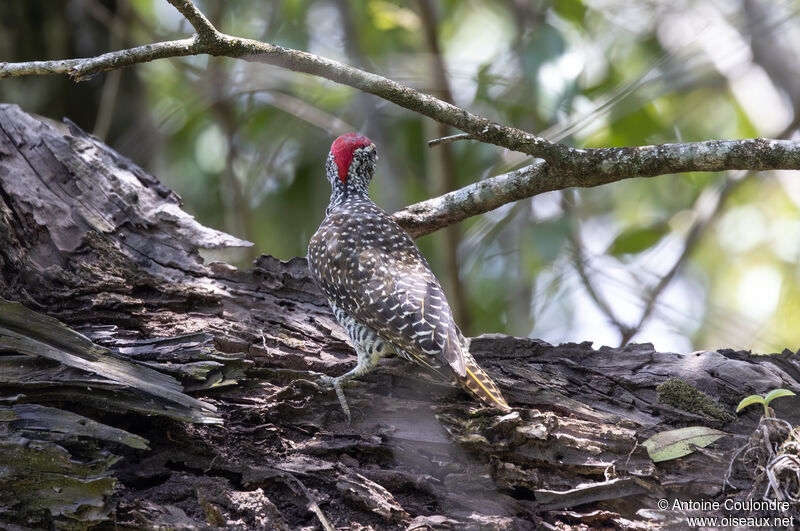 Nubian Woodpecker male adult