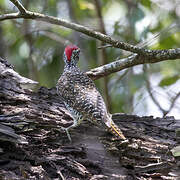 Nubian Woodpecker