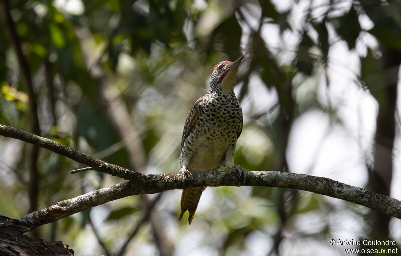 Nubian Woodpecker male adult