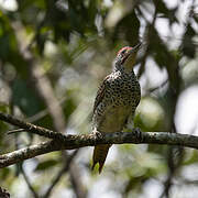 Nubian Woodpecker