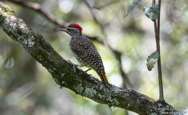 Nubian Woodpecker male adult