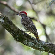 Nubian Woodpecker