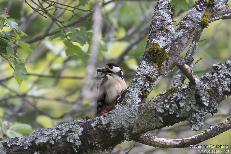 Great Spotted Woodpeckeradult breeding, fishing/hunting