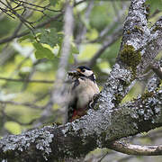 Great Spotted Woodpecker