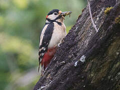 Great Spotted Woodpecker