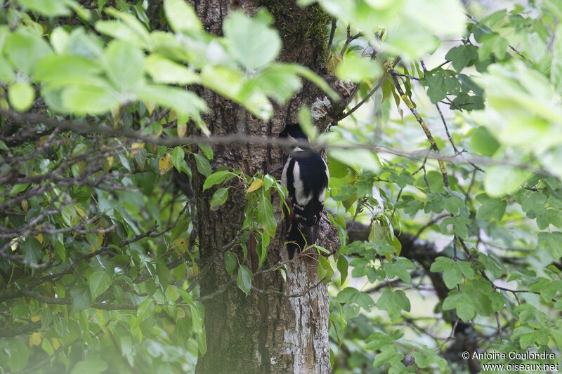 Great Spotted Woodpecker male adult breeding, eats, Reproduction-nesting