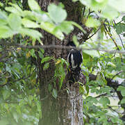 Great Spotted Woodpecker