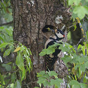 Great Spotted Woodpecker