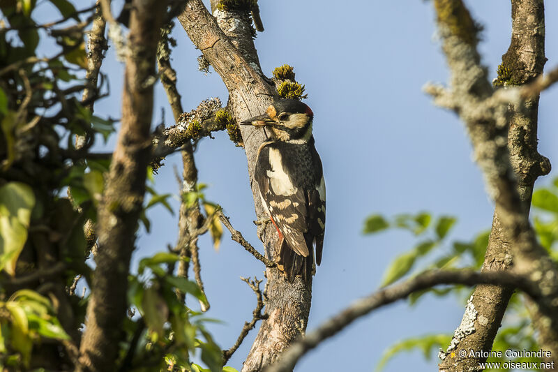 Great Spotted Woodpecker male adult breeding, eats, Reproduction-nesting