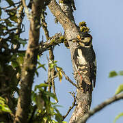 Great Spotted Woodpecker