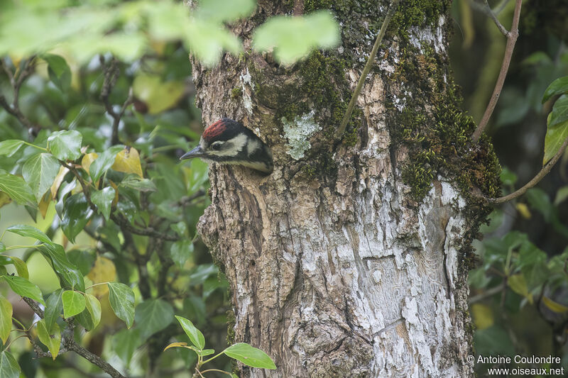 Great Spotted Woodpeckerjuvenile, Reproduction-nesting