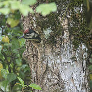 Great Spotted Woodpecker