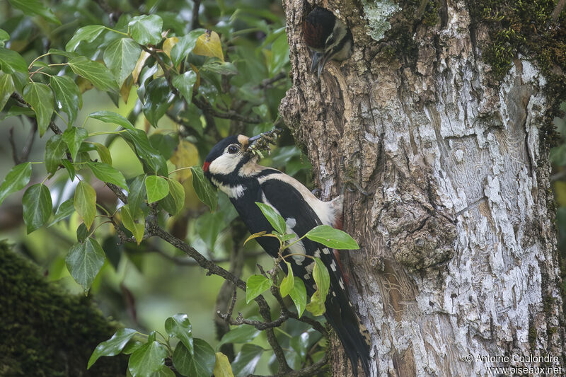 Great Spotted Woodpeckeradult breeding, eats, Reproduction-nesting