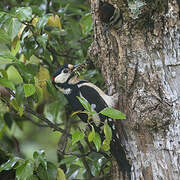 Great Spotted Woodpecker