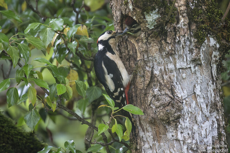 Great Spotted Woodpecker male adult breeding, eats, Reproduction-nesting