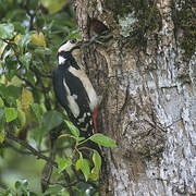 Great Spotted Woodpecker