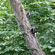 Great Spotted Woodpecker