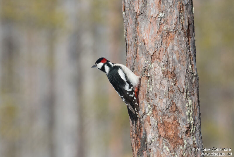 Great Spotted Woodpecker male adult breeding