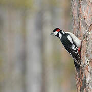 Great Spotted Woodpecker