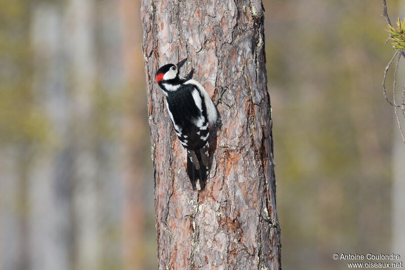 Great Spotted Woodpecker male adult breeding