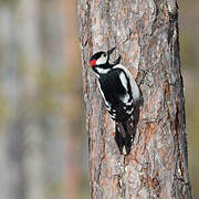 Great Spotted Woodpecker