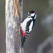 Great Spotted Woodpecker